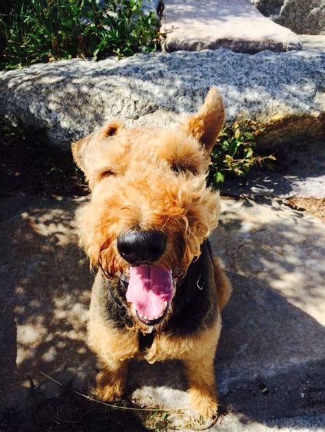 airedale retriever.